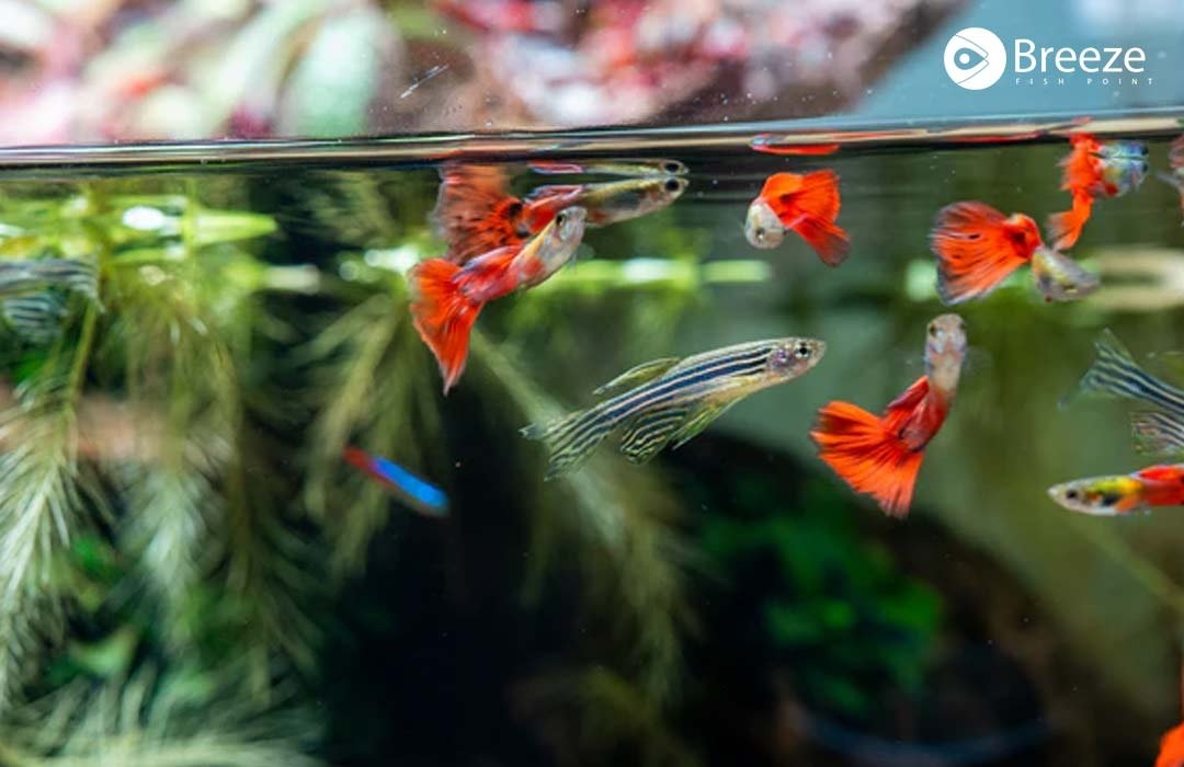 Top 10 Fishes for Your First Fish Aquarium: A Beginner's Guide to Colorful, Low Maintenance Partners