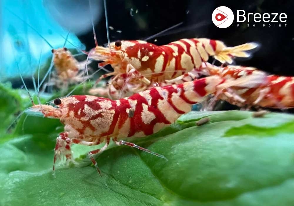 Why Are Neocaridina Shrimp the Rockstars of Your Aquarium?