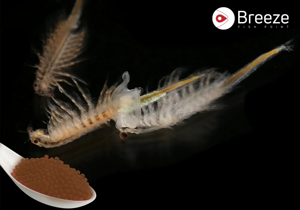 What Mysteries Surround Brine Shrimp and Fish Eggs in Your Aquarium World?