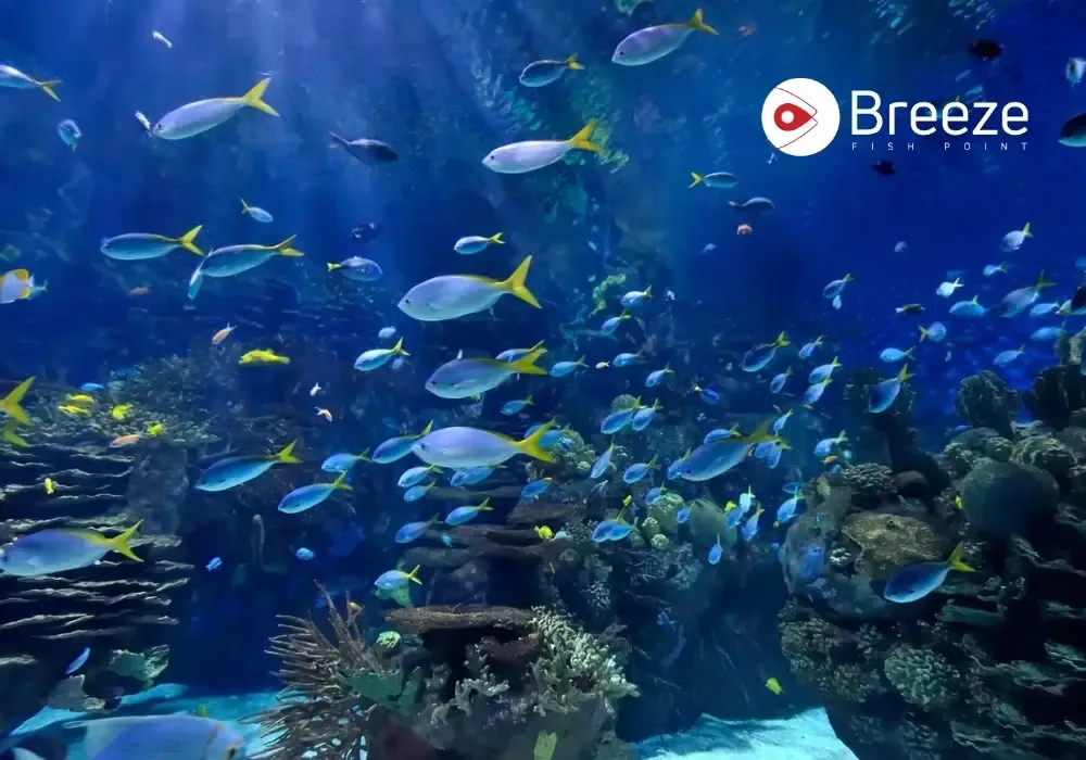 How to Identify Fish | Easy, Practical Tips for Aquarium &amp; Marine Species