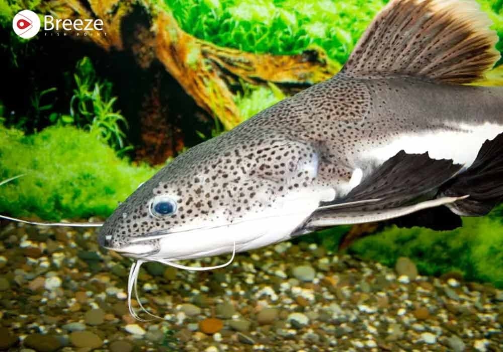 Singhara Fish – The Flavorful Catch Of Pakistan
