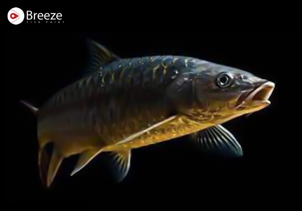 National Fish: A Symbol Of Pakistan’s Natural Heritage