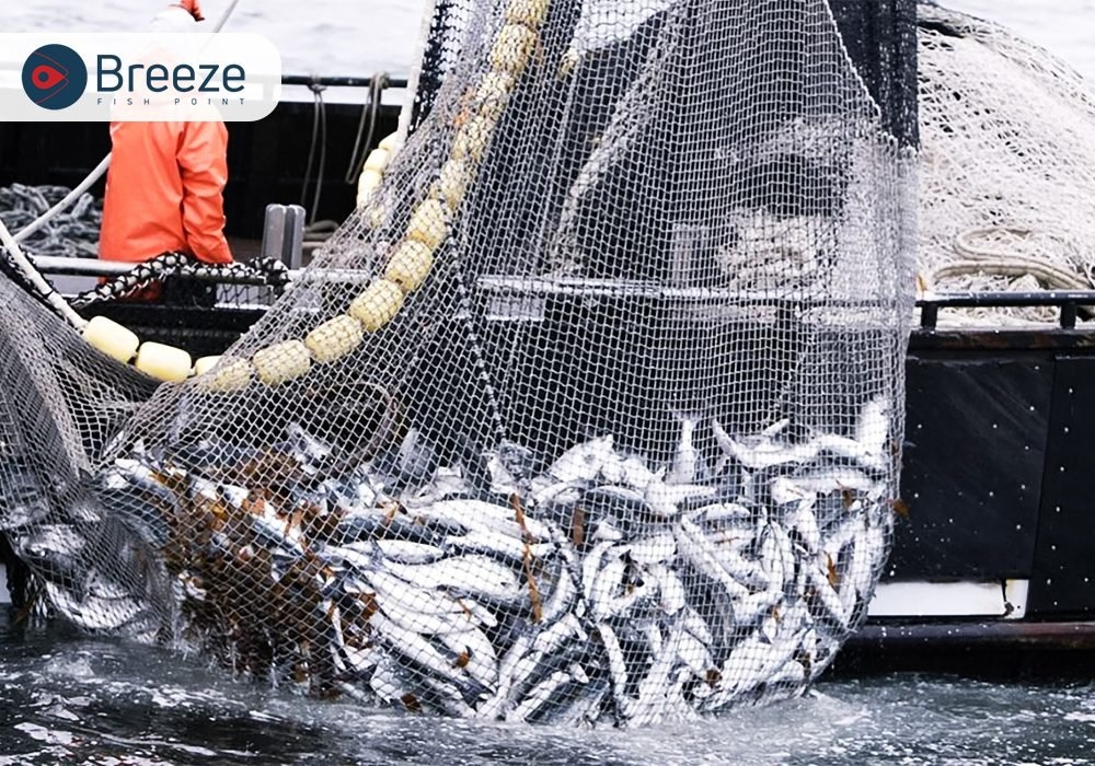 Discover the World of Fishing in Pakistan and Its Endless Benefits
