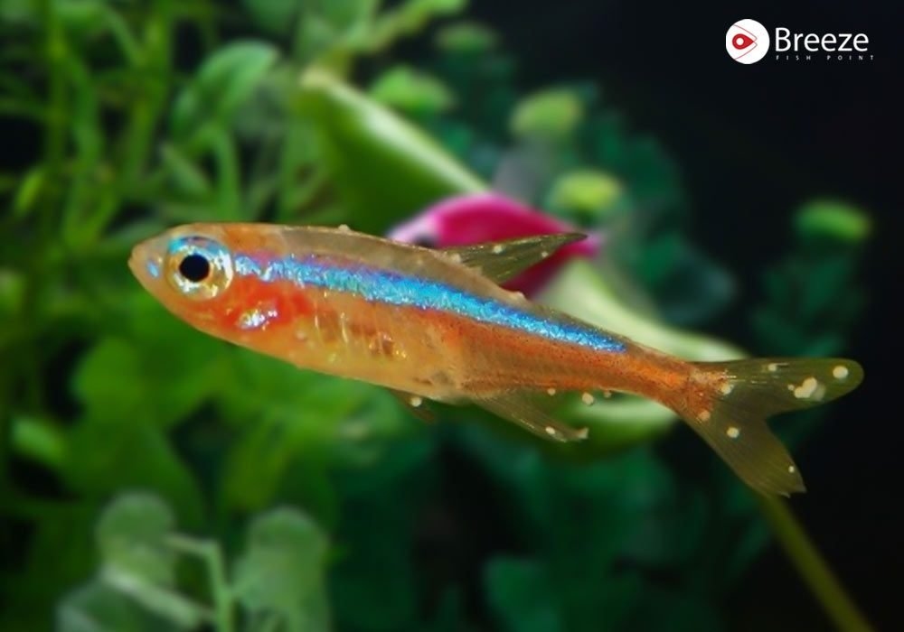 Fish Disease in winter: How Seasonal Changes Impact Aquatic Health