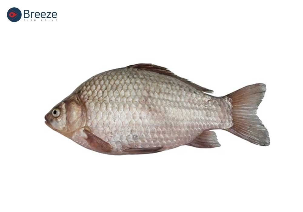Fish Anatomy and Functionality: Exploring Body Parts of a Fish