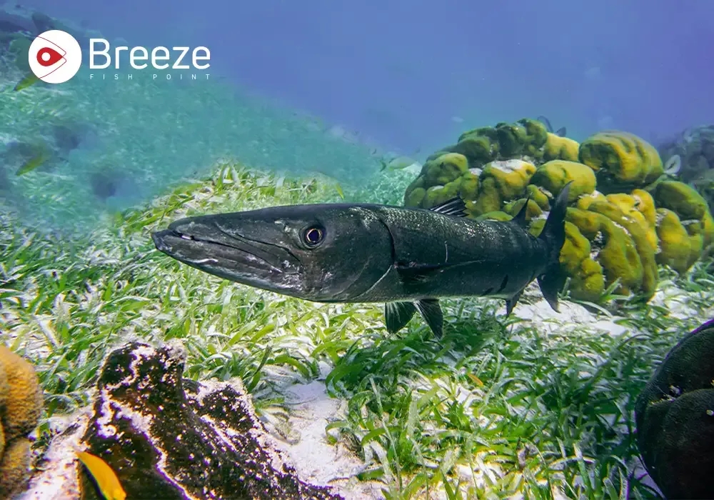 Try The Amazing And Delightful Smoked Barracuda Fish/ Kund Fish – A Culinary Adventure!