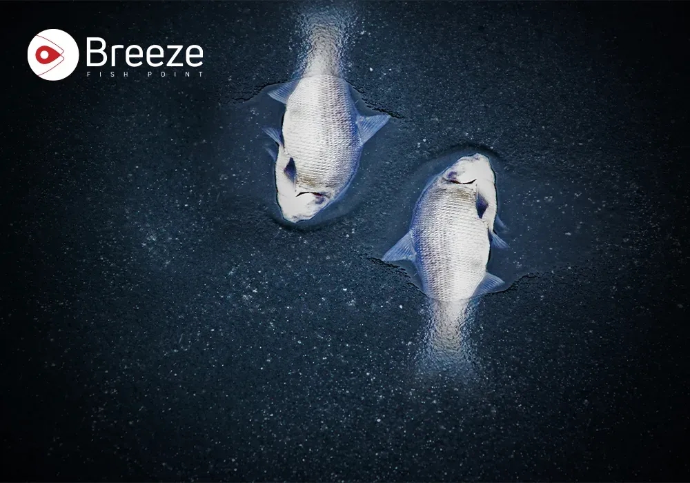 When Fish Float Without a Wave: The Truth About Dead Fish, Dying Fish, and Health Risks