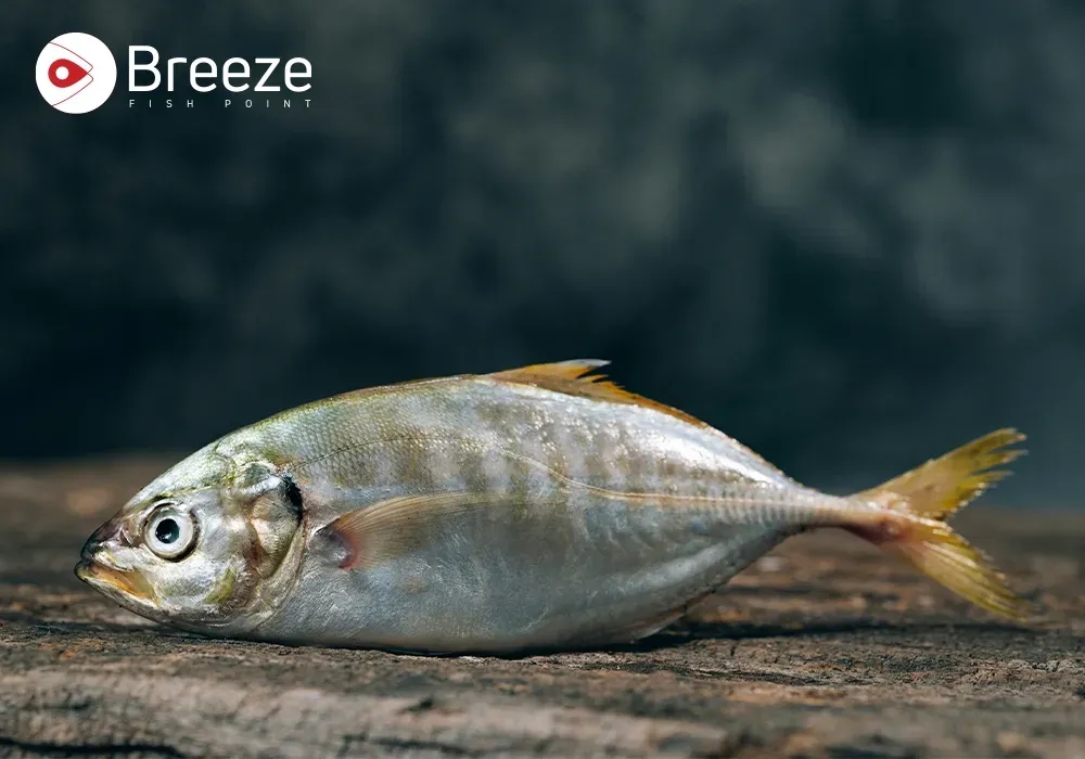 Ever Tried Saram Fish? Here’s Why You Should!
