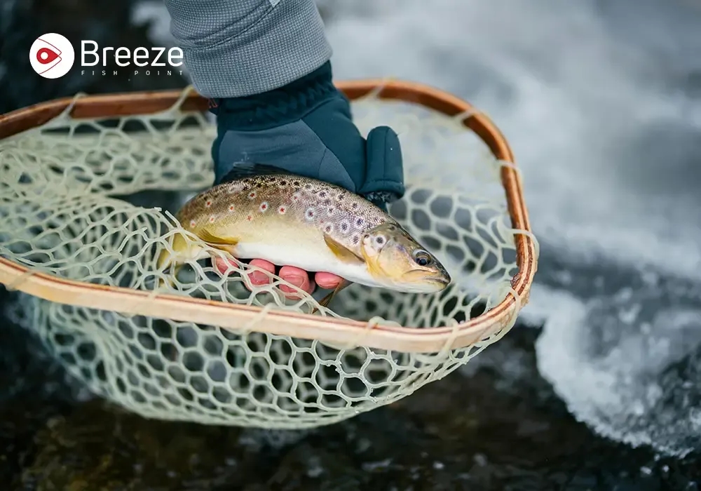 Best Tasting Freshwater Fish – What’s Worth Trying?