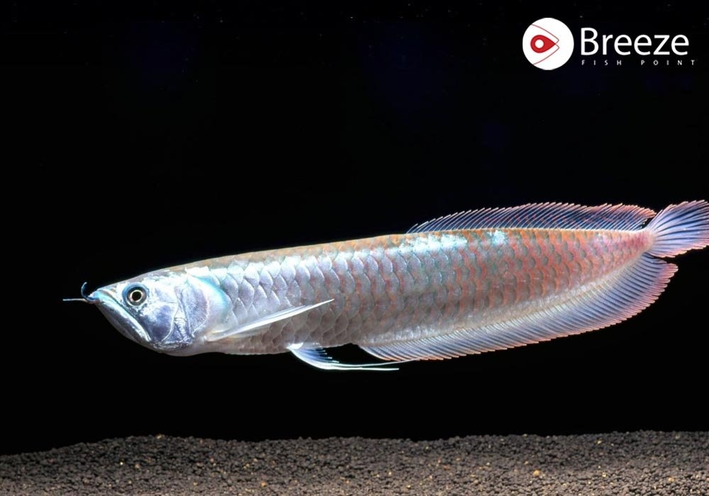 Wallago (Malli Fish) – What’s All the Hype About?
