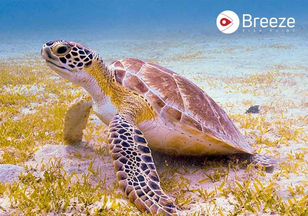 What's Inside a Turtle? Unraveling the Anatomy of Turtle Ancient Wanderers