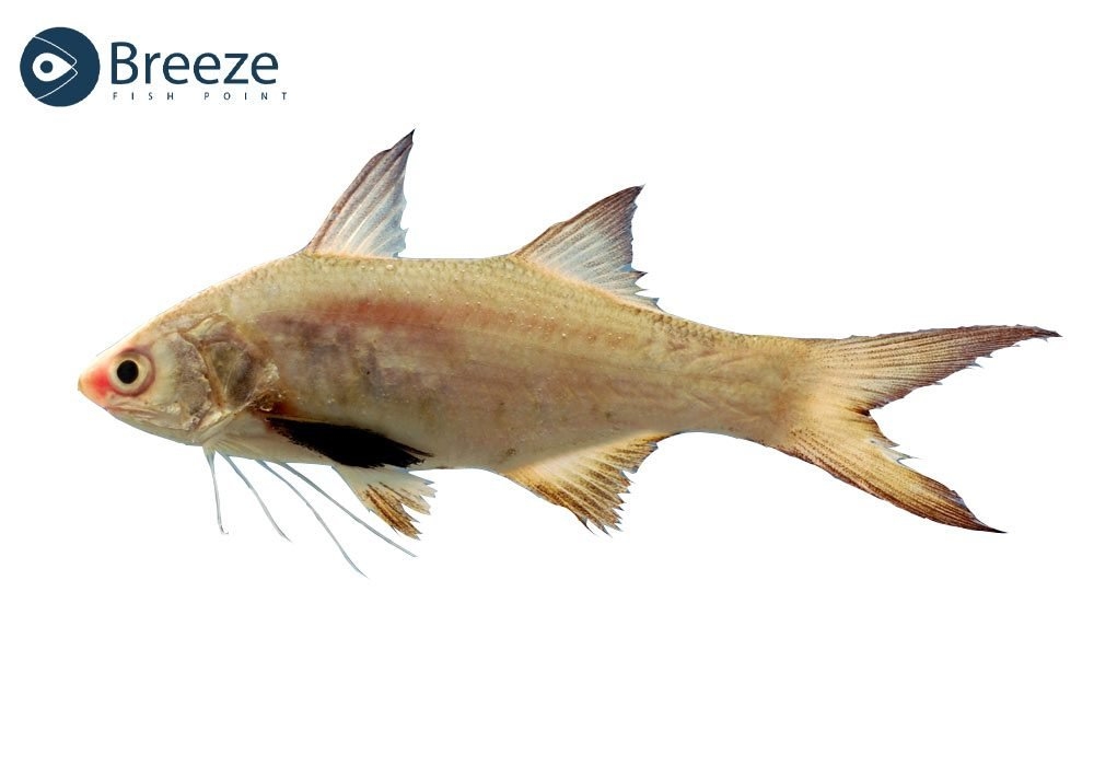 Is Threadfin Fish the Seafood Star You’ve Been Missing?