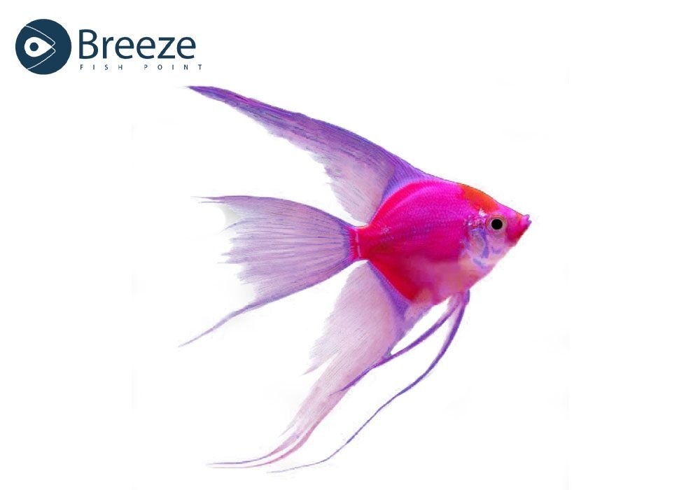 Are Your Angelfish Living Their Best Life?