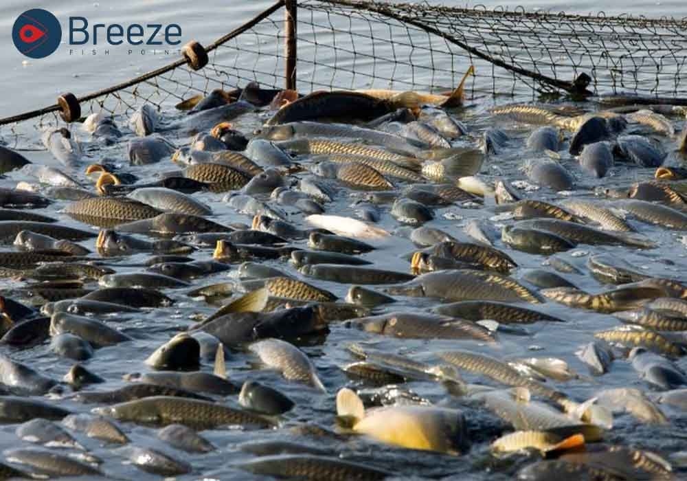Global Fisheries Issues And The Fight for Sustainability