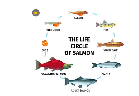 Salmon Life Cycle: All 7 Stages Explained