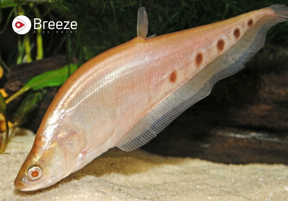 Are Knife Fish Aggressive? What You Should Know Before Buying