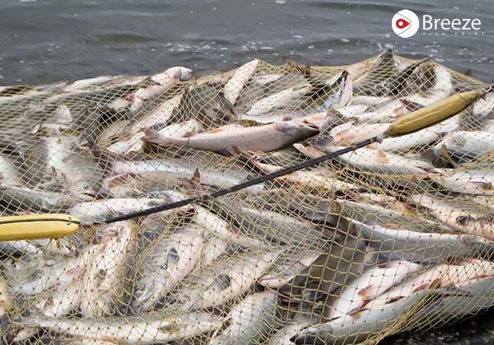 Fishing In Pakistan: A Thriving Tradition By The Sea