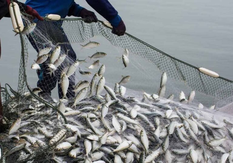 WHAT ARE THE METHODS OF FISHING IN PAKISTAN?