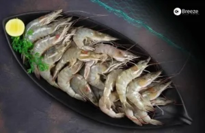 types of prawns - Breeze Fish Point