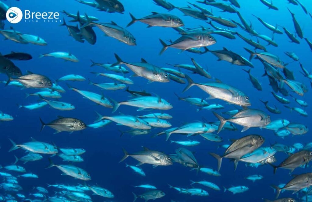 types of fish in Pakistan - Breeze Fish Point