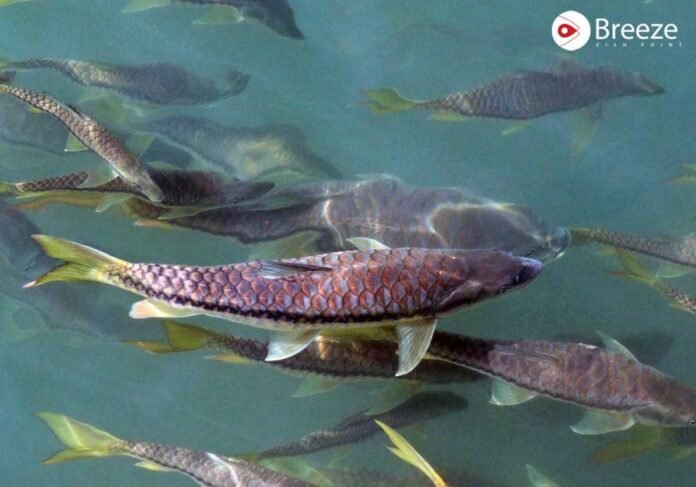 Fish Types in Pakistan