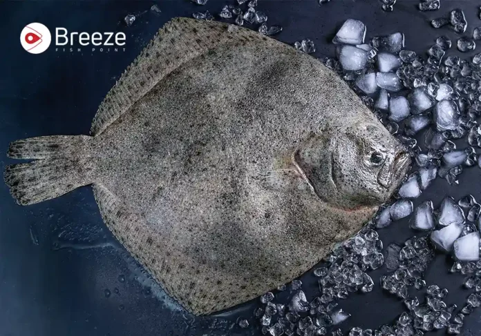 Flounder fish