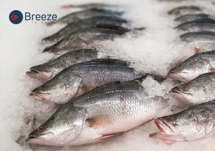 Barramundi Fish Barramundi Fish