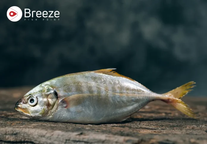 Saram fish Saram fish