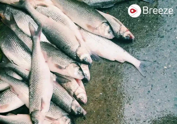 fish farming in pakistan