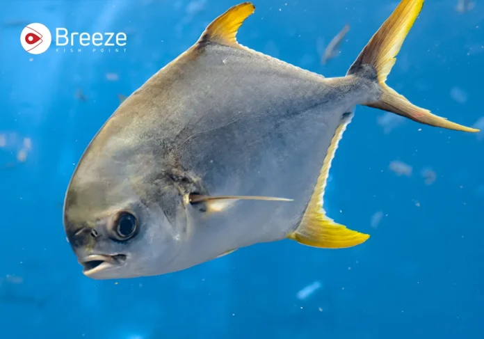 pompano fish (Sonaf Fish)