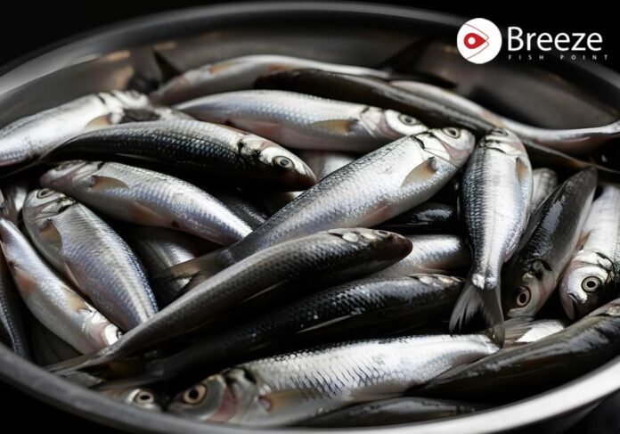 Kabul's King Sher Mahi Fish