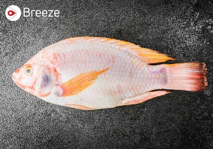 Golden Threadfin Bream (Nemipterus virgatus)