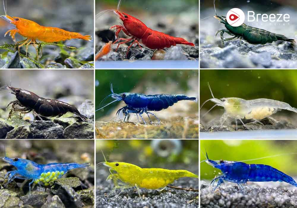 Types Of Neocaridina Shrimp