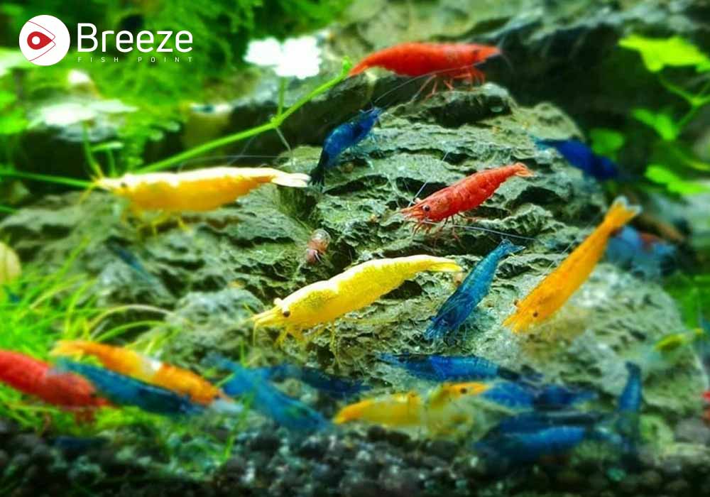 Neocaridina Shrimp