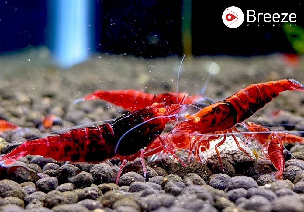 Types Of Neocaridina Shrimp