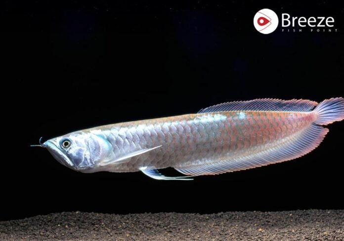 Wallago (Malli Fish)