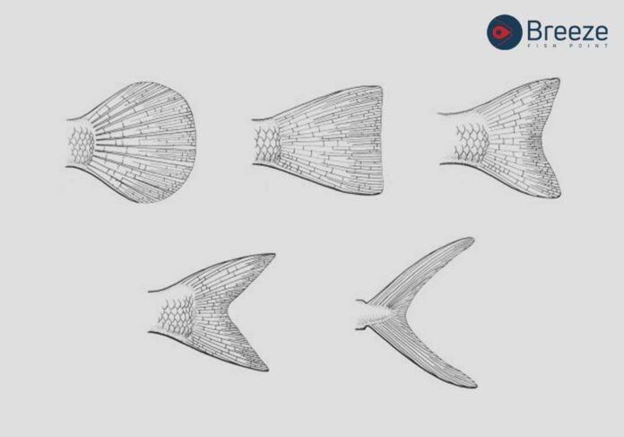 Throttle & Caudal Fins in Fish Architecture heterocercal caudal fin
