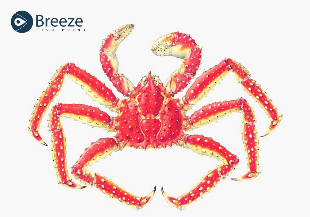 Alaskan King Crab