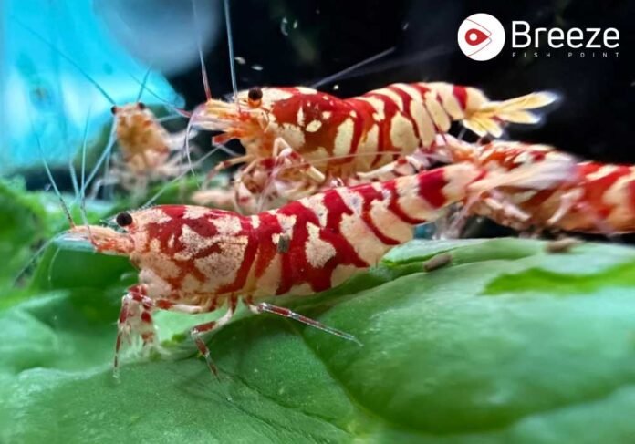 Vibrant Neocaridina Shrimp: Care & Skittles Tank Tips Neocaridina Shrimp