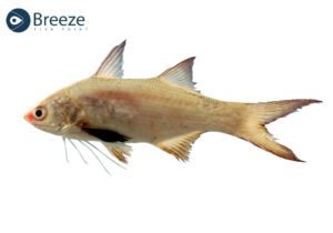 Threadfin Fish