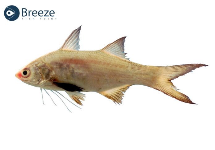 Discover Threadfin Fish: Secrets of Chakori & More Threadfin Fish