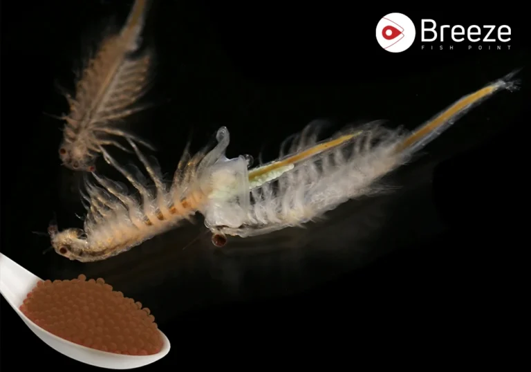 Brine Shrimp - Breeze Fish Point