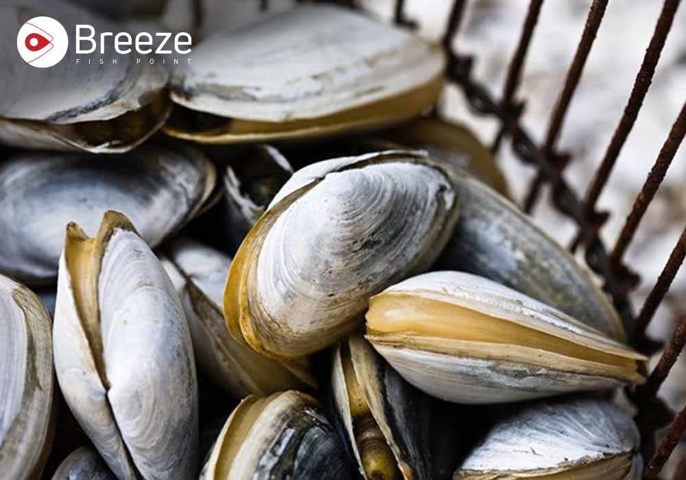 Soft Shell Clams
