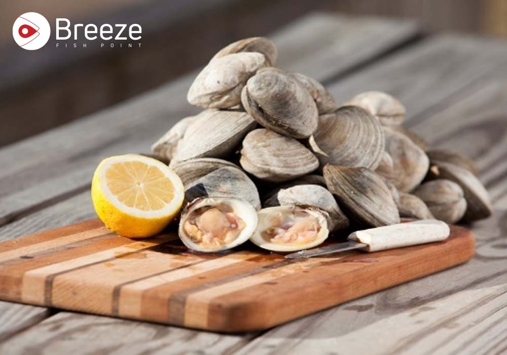Cherrystone Clams