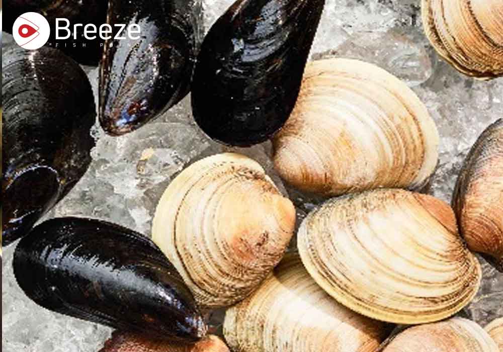 Clams And Mussels