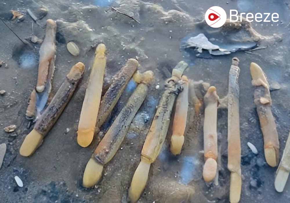 Sea moose Razor Clam