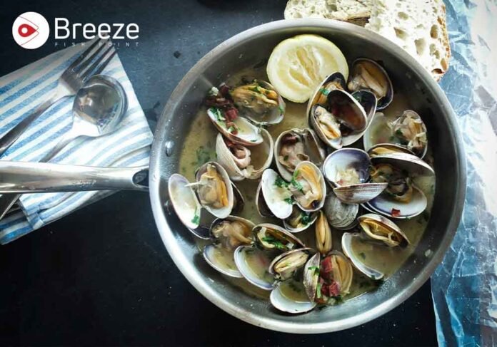Fresh clams on a white background