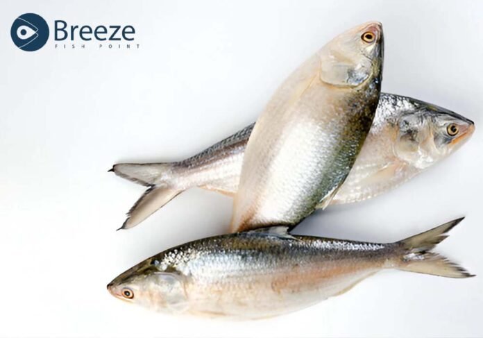 Palla Fish – A Famous Delicacy of Pakistan Fresh Palla fish from Indus River on display