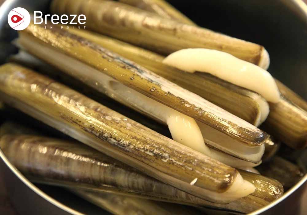 Sea moose Razor Clam