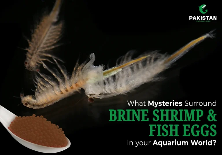 Brine shrimp swimming in clear water
